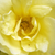 Žuta - Stara vrtna ruža  - Rosa Harisonii